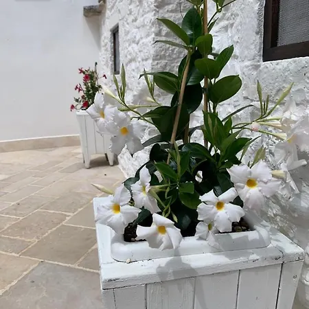 Πανσιόν Trulli Family - Trulli&cummerse 2*